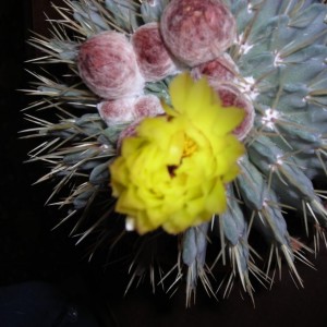 DSCN4276