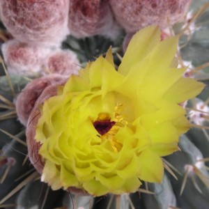 DSCN4287