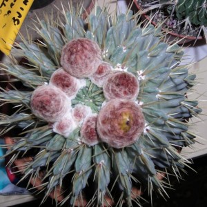 DSCN4256