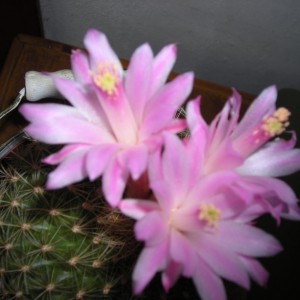 DSCN4196