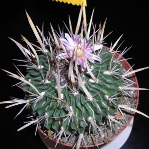 DSCN4212