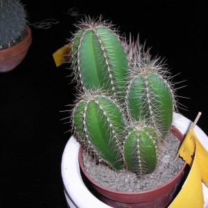 DSCN4222