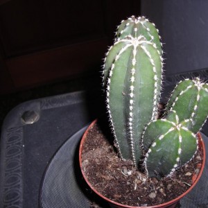 DSCN4267