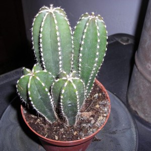 DSCN4270