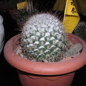 DSCN4226