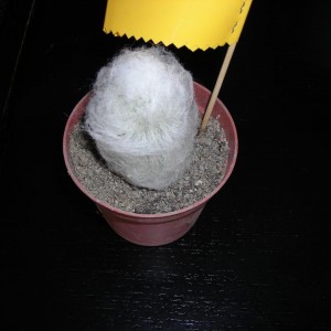 DSCN4228