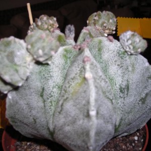 DSCN4216