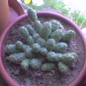 gr6