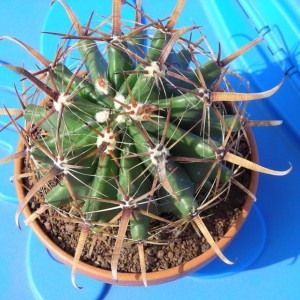DSCN3970