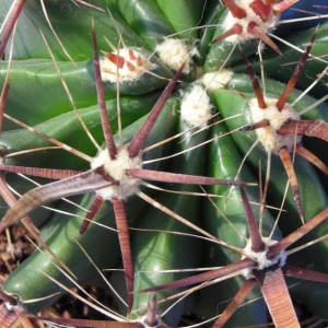 DSCN3981