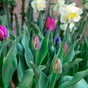 tulipani