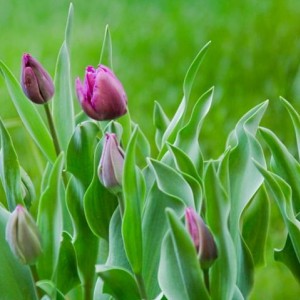 tulipani