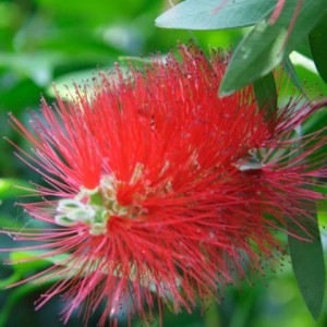 callistemon