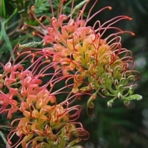 grevillea