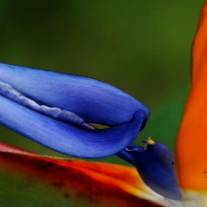 strelitzia