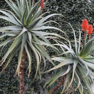 aloe arborescens