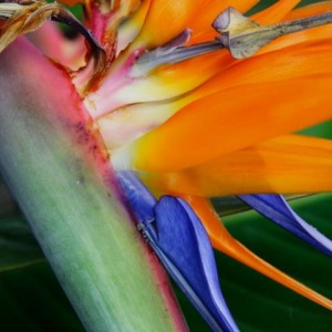 strelitzia