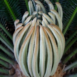 cycas