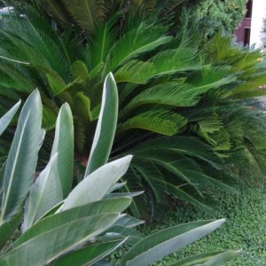 cycas