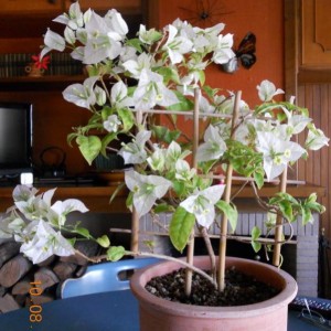 bougainvillea bianca 1