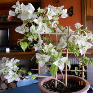 bougainvillea bianca 2