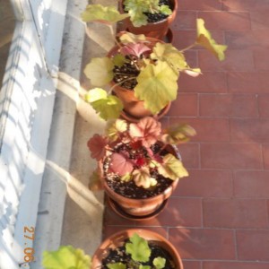 heuchera 1