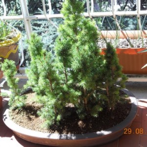 picea glauca 1