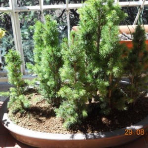 picea glauca 2