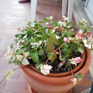 Trachelospermum jasminoides Tricolor 1