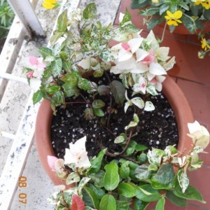 Trachelospermum jasminoides Tricolor 2