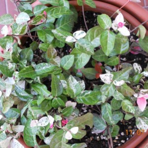 Trachelospermum jasminoides Tricolor 4