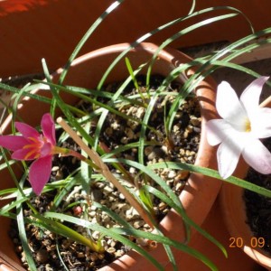 zephyranthes 3