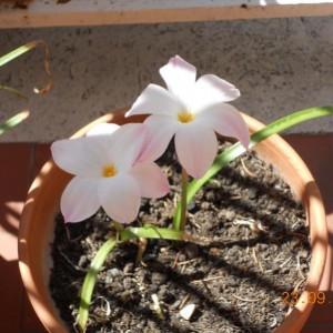 zephyranthes 4