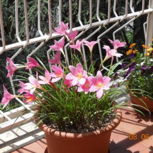 zephyranthes 5