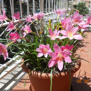 zephyranthes 6