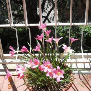 zephyranthes 7