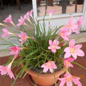 zephyranthes 8