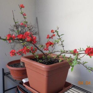 Chaenomeles x superba Nicoline 3