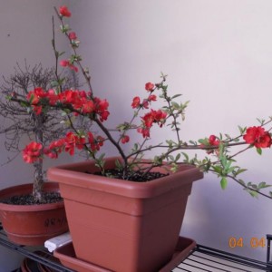 Chaenomeles x superba Nicoline 1