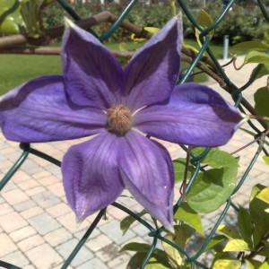 130520101825 Clematis Mrs. Cholmondeley