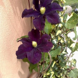 300520101961 Clematis Warszwska Nike