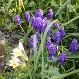 muscari