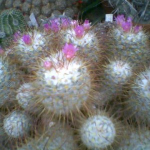 Mammillaria bombycina