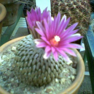 Turbinicarpus pseudopectinatus  ssp. jarmilae 1998 2012