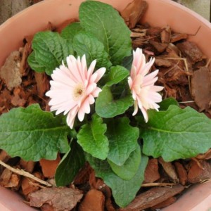 gerbera piantata dalla piccola