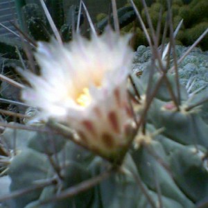 Thelocactus rinconensis fiore