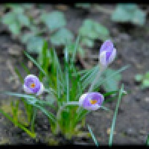 fiorellinoviola