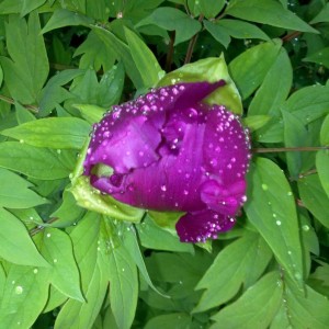 peonia