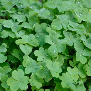 trifoglini