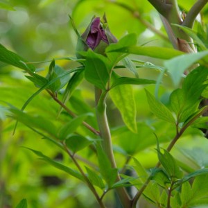peonia01